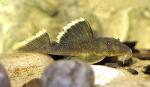  , L-047 (Parancistrus sp. L-047, Baryancistrus sp. L-047), L 
