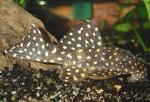   L-007 (Leporacanthicus galaxias L-007), M