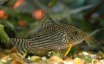   (Corydoras sterbai), M