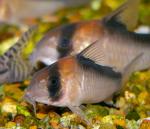  (Corydoras adolfoi), M