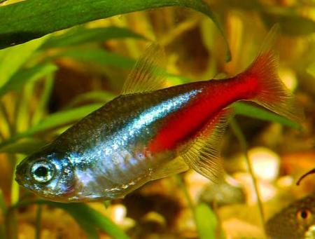   (Paracheirodon innesi), L