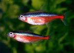  ,   (Paracheirodon axelrodi), L
