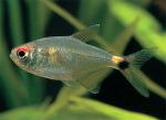 , - (Hemigrammus ocellifer), M