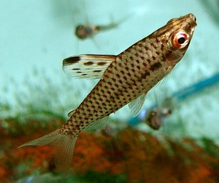  (Chilodus sp.), M