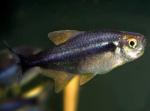    (Hyphessobrycon herbertaxelrodi var.), M