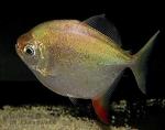  ,   (Myloplus rubripinnis, Myleus rubripinnis), S