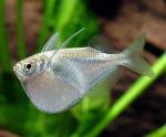  ,  ,  ,   (Thoracocharax stellatus, Gasteropelecus stellatus), M