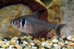  ,  , -  (Hyphessobrycon megalopterus, Megalamphodus megalopterus), M