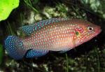- (Hemichromis bimaculatus), M