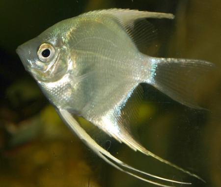 Скалярия голубая (Pterophyllum scalare var.), S