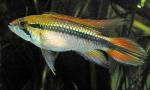 ,   (Apistogramma agassizii), S