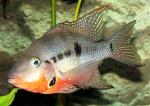  ,   (Thorichthys meeki, Cichlasoma meeki), M