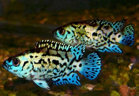 Цихлазома бриллиантовая "Блю демпси" (Archocentrus octofasciatum "Blue Dempsy", Cichlasoma sp. "Blue Dempsey"), M