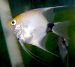  ,  -  (Pterophyllum scalare var.), M