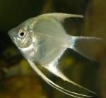   (Pterophyllum scalare var.), M