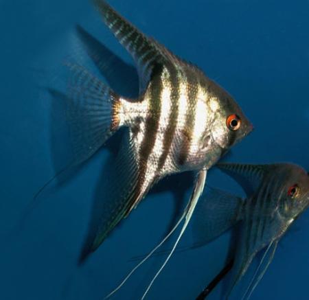 Скалярия зебра (Pterophyllum scalare var.), L