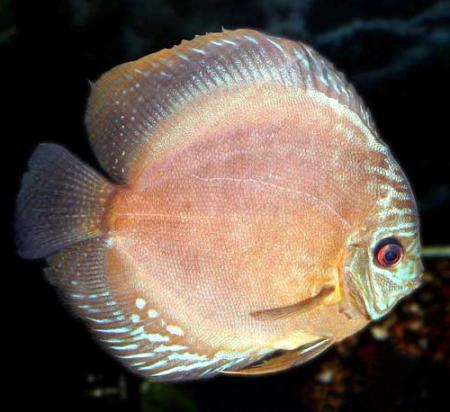 Дискус Аленкер (Symphysodon aequifasciatus var.), S