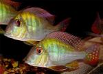   (Geophagus surinamensis), L