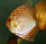    -   (Symphysodon aequifasciatus var.), S