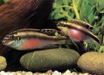 , -,  ,  (Pelvicachromis pulcher), L