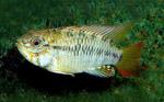   (Apistogramma macmasteri), M