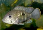   (Aequidens rivulatus), M