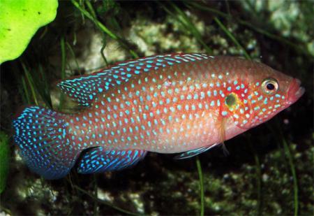 - (Hemichromis bimaculatus), L