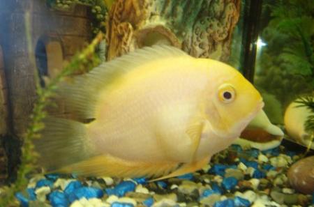 - -  (Heros severum var. "Gold"), S