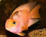   (Cichlasoma sp.), M