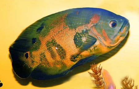 Астронотус-оскар тигровый (Astronotus ocellatus var."Tiger Oscar"), S