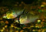  ,  , -  (Microgeophagus ramirezi, Apistogramma ramirezi, Papiliochromis ramirezi), M