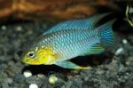  ,   (Apistogramma borellii, Apistogramma reitzigi), M