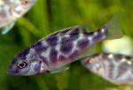 Хаплохромис венустус (Nimbochromis venustus, Haplochromis venustus), L