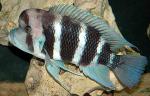  ,   (Cyphotilapia frontosa), M