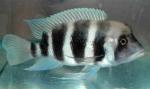  ,   (Cyphotilapia frontosa), S