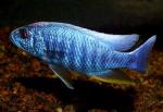  ,   (Sciaenochromis fryeri, Sciaenochromis ahli, Haplochromis ahli), L