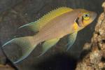   ,   ,   (Neolamprologus pulcher var. "Daffodil", Lamprologus sp. "daffodil"), M