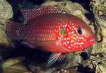  - (Hemichromis bimaculatus), S