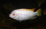   -  (Pseudotropheus fainzilberi var. albino), S