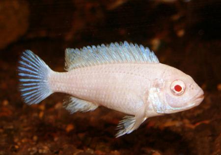 Псевдотрофеус зебра - снежинка (Maylandia zebra var. albino, Pseudotropheus zebra var. albino), L