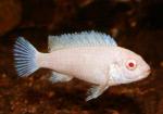   -   (Maylandia zebra var. albino, Pseudotropheus zebra var. albino), L