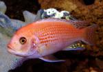   -  (Maylandia zebra var. "red", Pseudotropheus zebra var. "red"), S