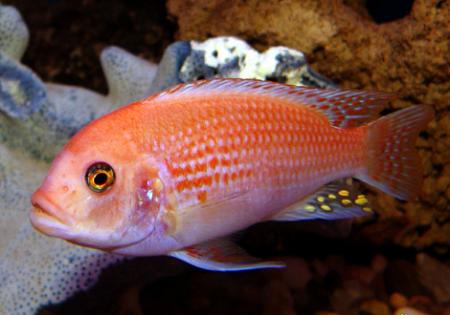 Псевдотрофеус зебра - красный (Maylandia zebra var. "red", Pseudotropheus zebra var. "red"), L