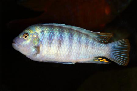 Псевдотрофеус зебра - голубой (Maylandia zebra var. "blue", Pseudotropheus zebra var. "blue"), L