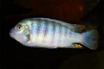   -  (Maylandia zebra var. "blue", Pseudotropheus zebra var. "blue"), S