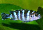   (Pseudotropheus demasoni), S