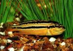 Меланохромис золотой (Melanochromis auratus), S