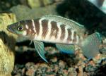  ,   (Neolamprologus cylindricus, Lamprologus cylindricus), S