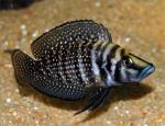  , - (Altolamprologus calvus, Lamprologus calvus), M