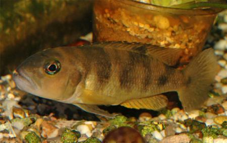   (Neolamprologus boulengeri), S